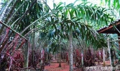 第四步：种植方法， 简单易懂