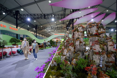 湖南省花木博览会盛大开幕， 花团锦簇等你来赏