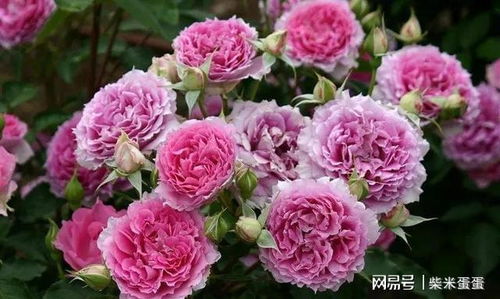 种植时间：人间天堂月季的种植季节