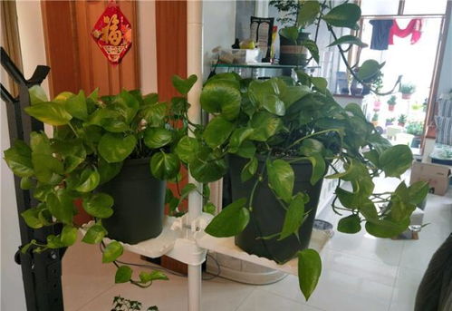 绿萝不长藤的方法大揭秘