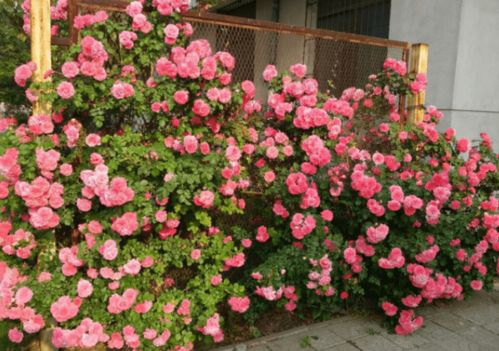 月季枝枯病的烦恼， 修剪与药剂的双剑合璧