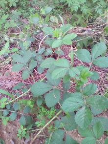 它的名字叫什么？