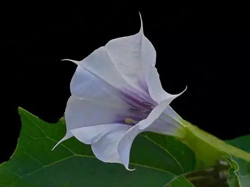 盘点52种有毒花卉，你家养的有曼陀罗吗