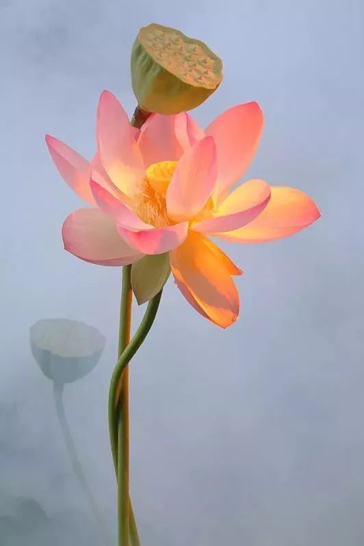 莲花的养殖养护，是打造优美荷塘的关键