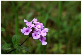 春天紫花品种繁多，如何分辨并种植出美丽的紫花呢？