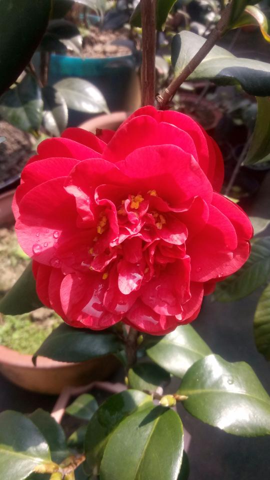 光照，茶花的小太阳