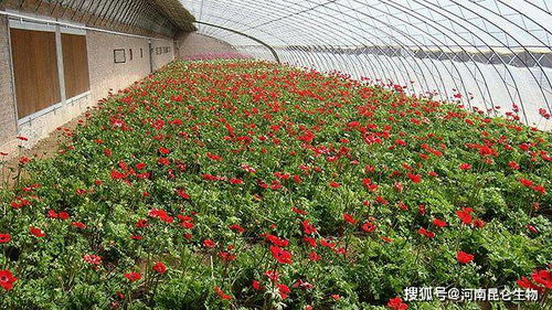 南阳花农的坚守与挑战