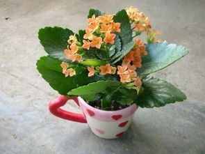 四、暴雨后补种，小心烂根