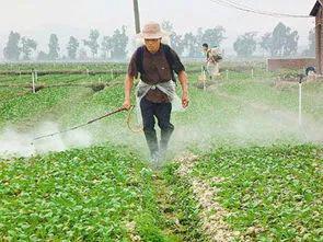 高锰酸钾，土壤消毒的利器