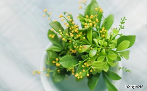 “米兰”双：花中瑰宝