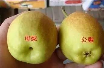 香梨公母之争，究竟哪个口感更佳