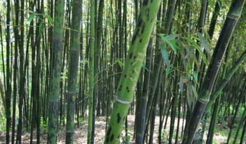 纹竹移栽，时机与方法大揭秘！