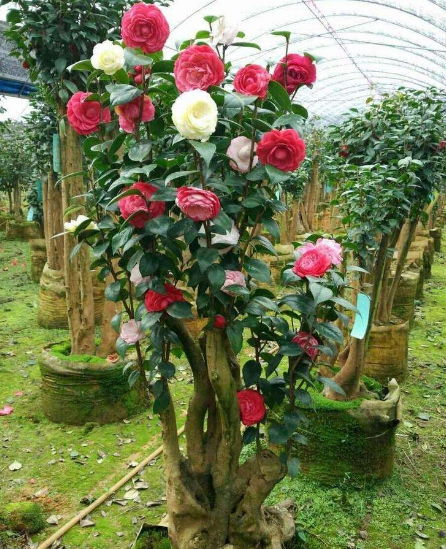 第一步：浇水要得当