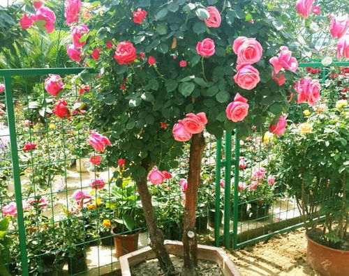 月季修剪的奥秘，揭秘啦！