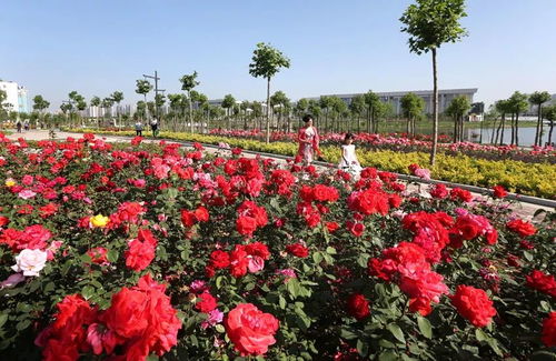 南阳首届世界月季博览会， 月季花开迎客来