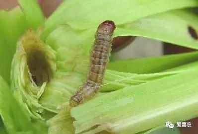 玉米螟防治的有效农药