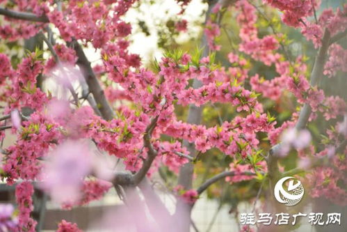 桃花粉红？原来桃花还有其他颜色