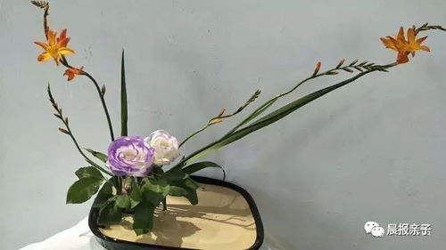 希望之花，你可知其名