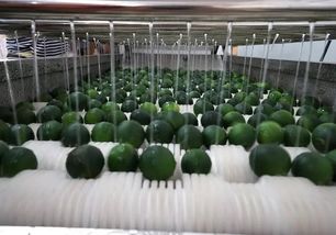 春意盎然鸡舍通风是否达标