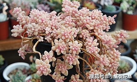 “趴地矮珍珠快速生长秘诀，打造爆款花卉新宠”