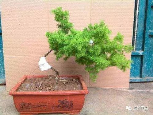 蓬莱松风水禁忌大揭秘！这些错误千万不要犯