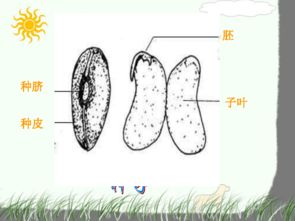 种子发芽后如何进行科学护理