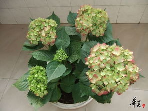 土壤改良是关键