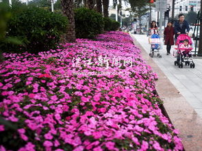 我想和花儿Zuo朋友