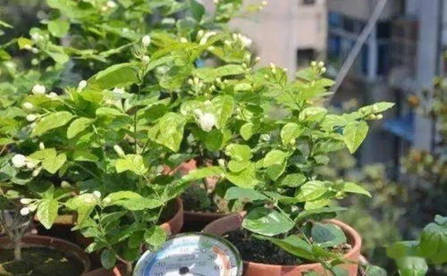 南方八九月适合种植哪些植物，新手如何保证它们成活？