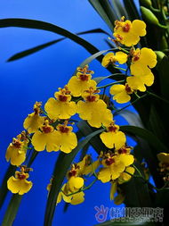 在国外花圃里一般dou种哪些品种的鲜花呢？