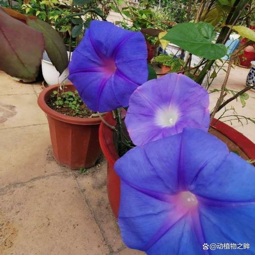 喇叭花色彩鲜艳，你知道它还有什么独特之处吗
