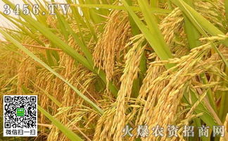 8. 使用31度打除草剂的注意事项