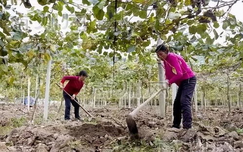 秋天的药田， 金红与青草香的交织
