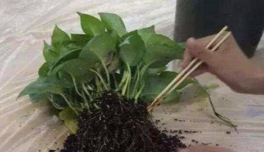 绿萝根系发达怎么办？如何避免土壤堵塞
