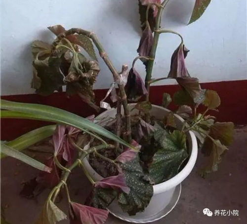 花卉冻伤如何快速恢复？有效方法有哪些