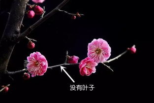 杏花桃花傻傻分不清？老司机教你一招