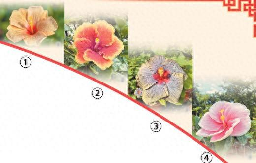 爱国之花，四季绽放，花语永恒