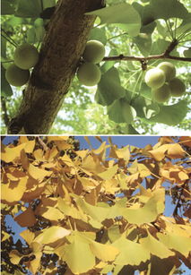 植物生存智慧的初探