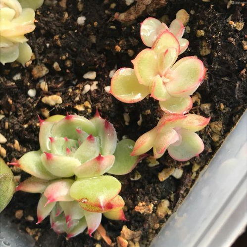 多肉插叶时如何正确摆放才能保证成活率最高