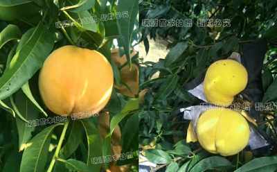 中国培育的畅销花卉品种：黄桃罐装专用种
