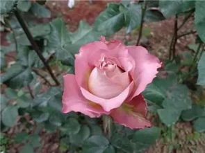 二、 英伦节拍月季的缺点