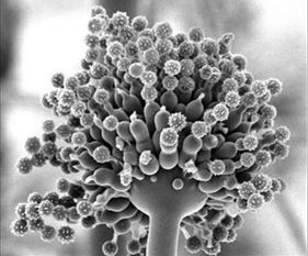 化学结构：两种不同的“身世”