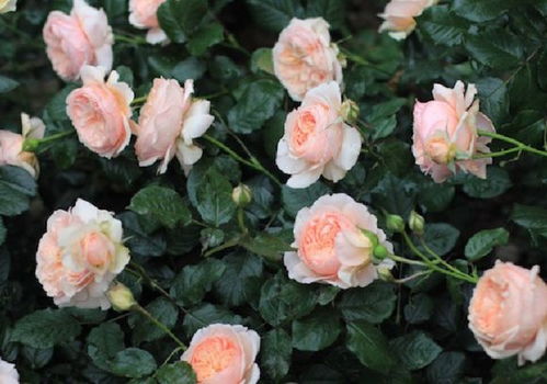 土壤选择，得讲究点