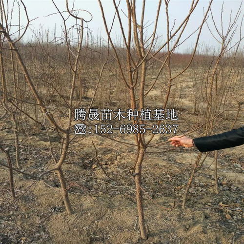 “杏树浇水时如何掌握浇水的频率