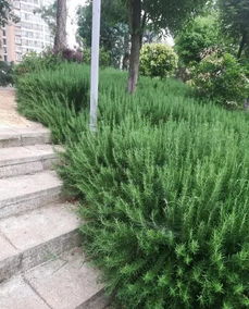 如何正确养护迷迭香使其爆盆？