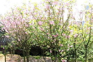 外形相似， 却各有特色