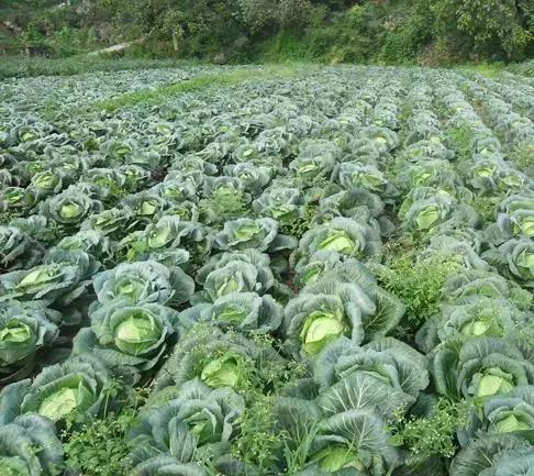 十月份山东种植蔬菜指南