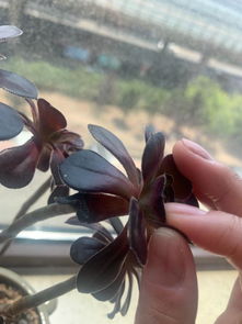 法师叶片往下长，这是为何