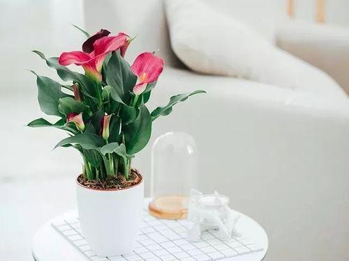 净化空气， 美化环境