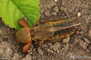 不同土壤类型，不同用法